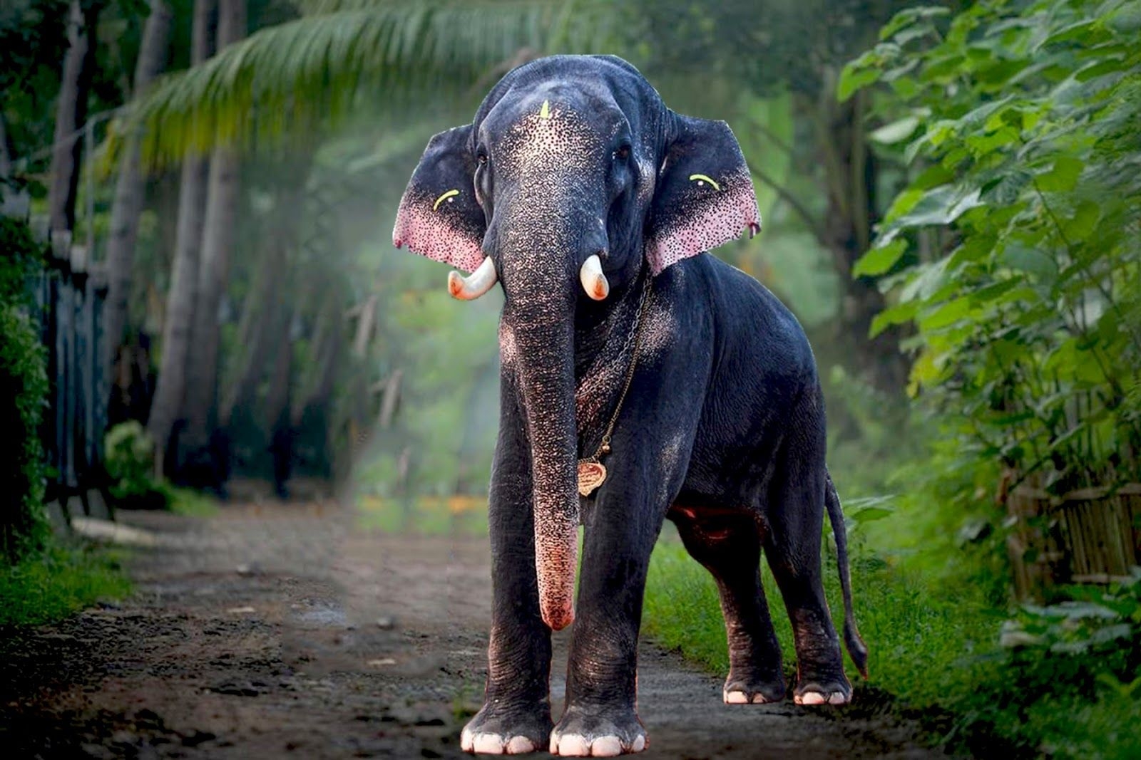 1600x1070 Kerala Elephants Image. Kerala elephants wallpaper HD. Kerala elephant photo and names, Desktop