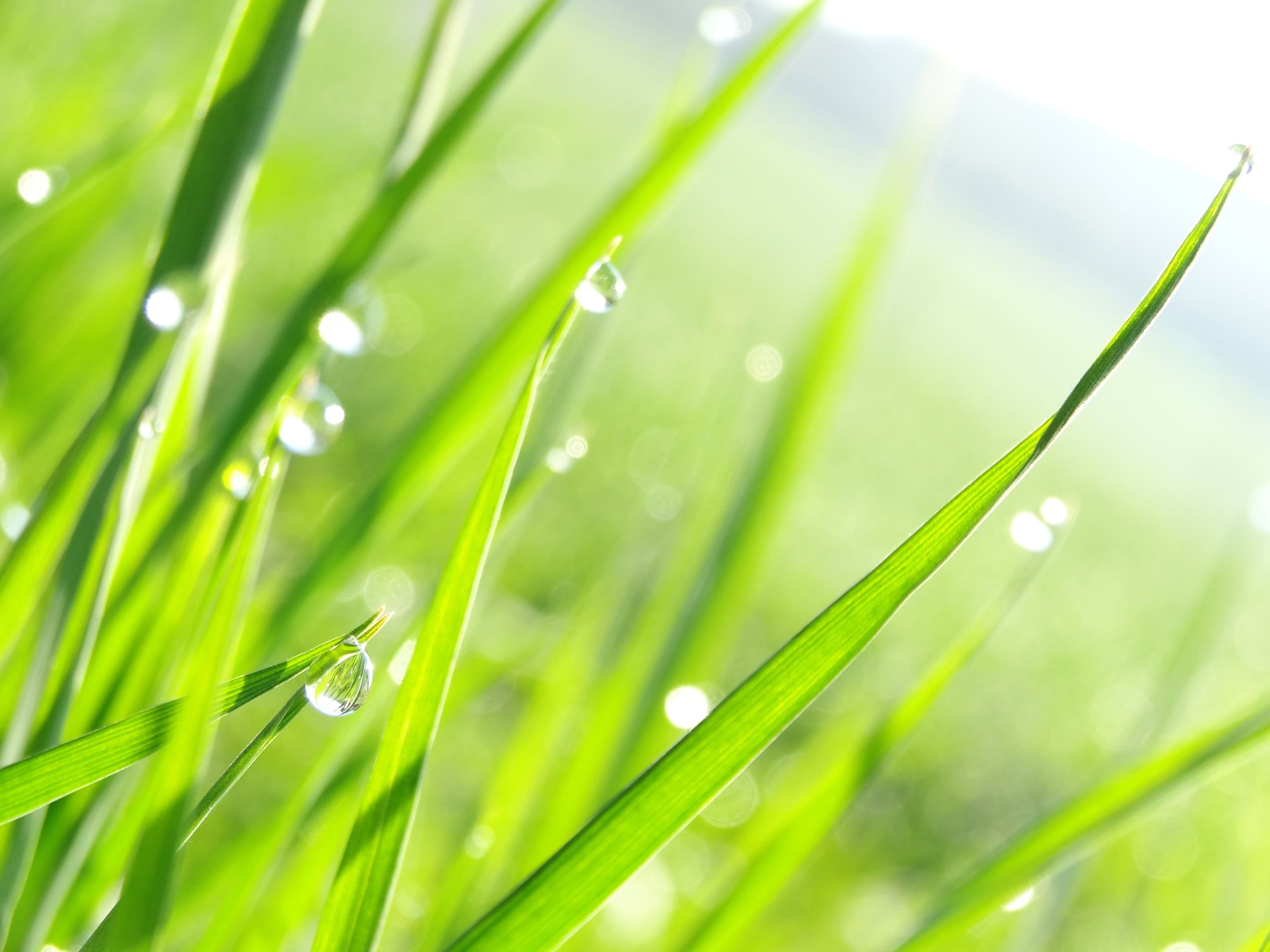 3000x2250 Water drops on green grass leaves shallow focus photography HD, Desktop