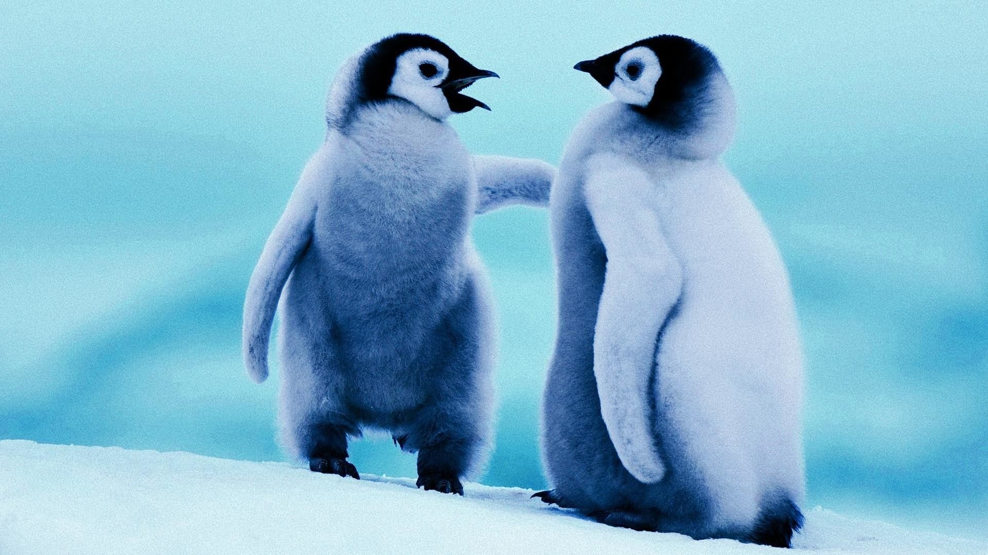 1920x1080 Cute Baby Penguin Wallpaper Free Cute Baby Penguin Background, Desktop