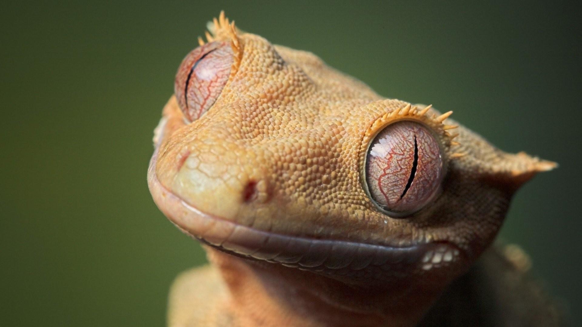 1920x1080 Gecko Wallpaper 23 X 1080, Desktop