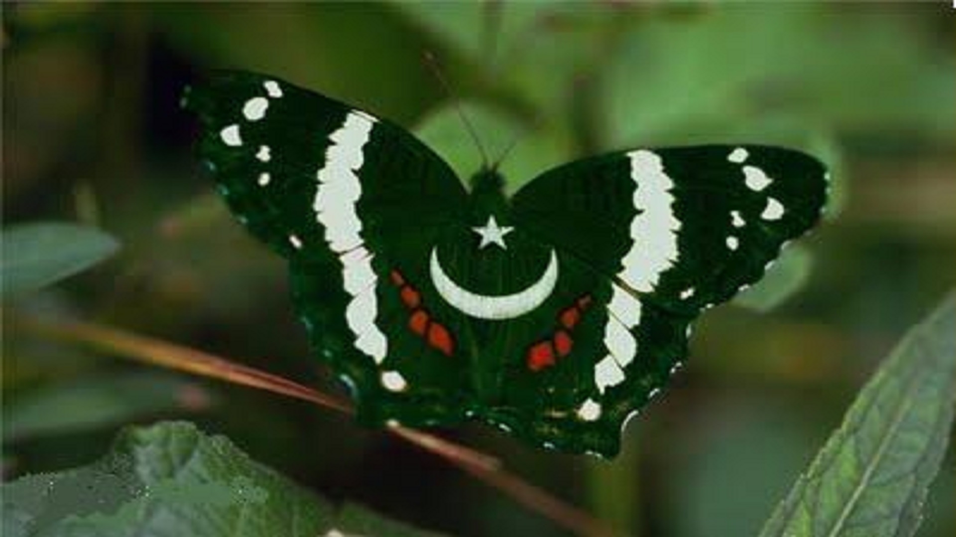 1920x1080 Free download butterfly pakistani flag wallpaper HD free HD Wallpaper [] for your Desktop, Mobile & Tablet. Explore Pakistan Flag Wallpaper. Pakistan Flag Wallpaper, Pakistan Flag Picture & Wallpaper, Desktop