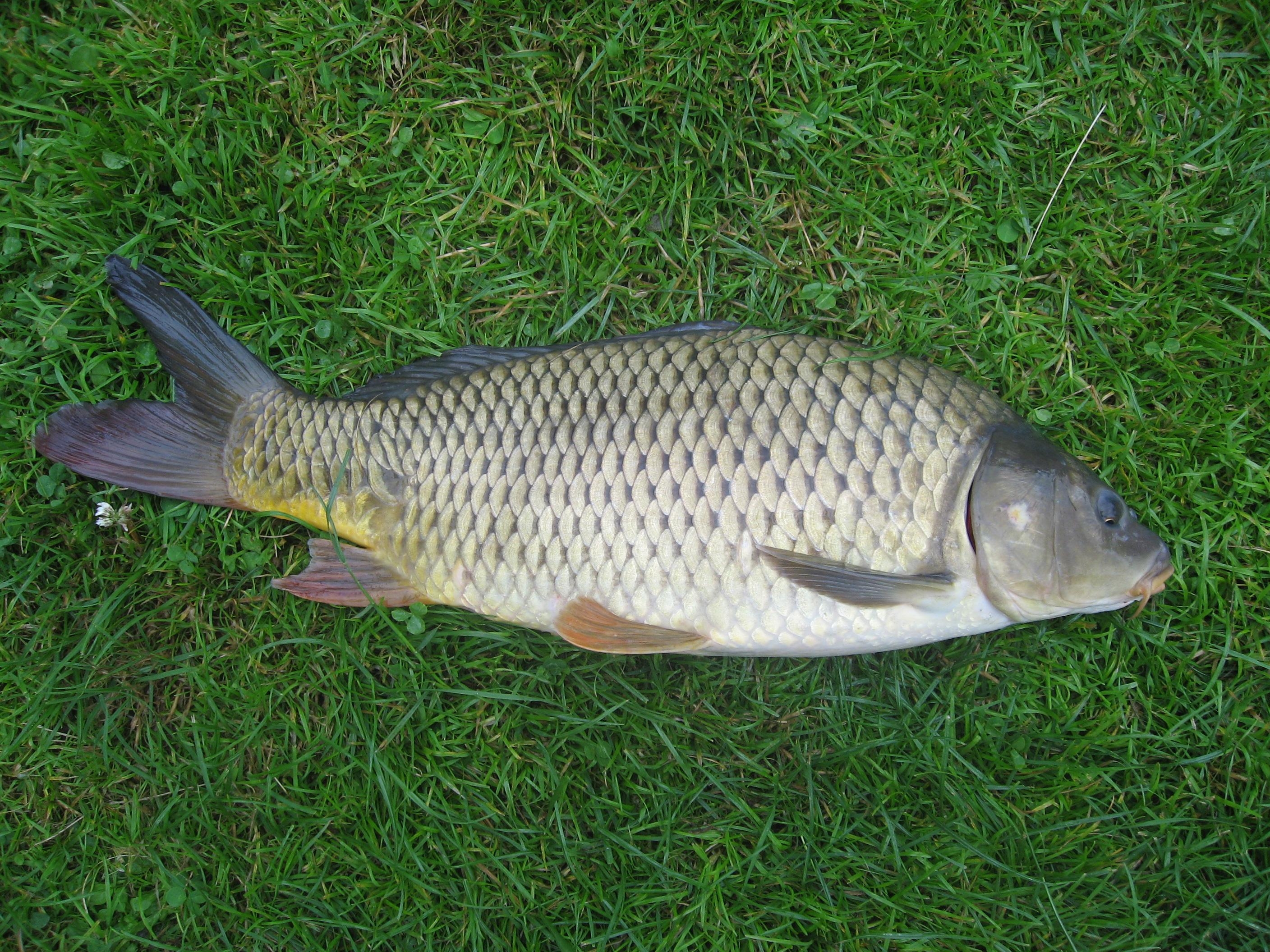 2820x2120 Common carp photo and wallpaper. Nice Common carp picture, Desktop