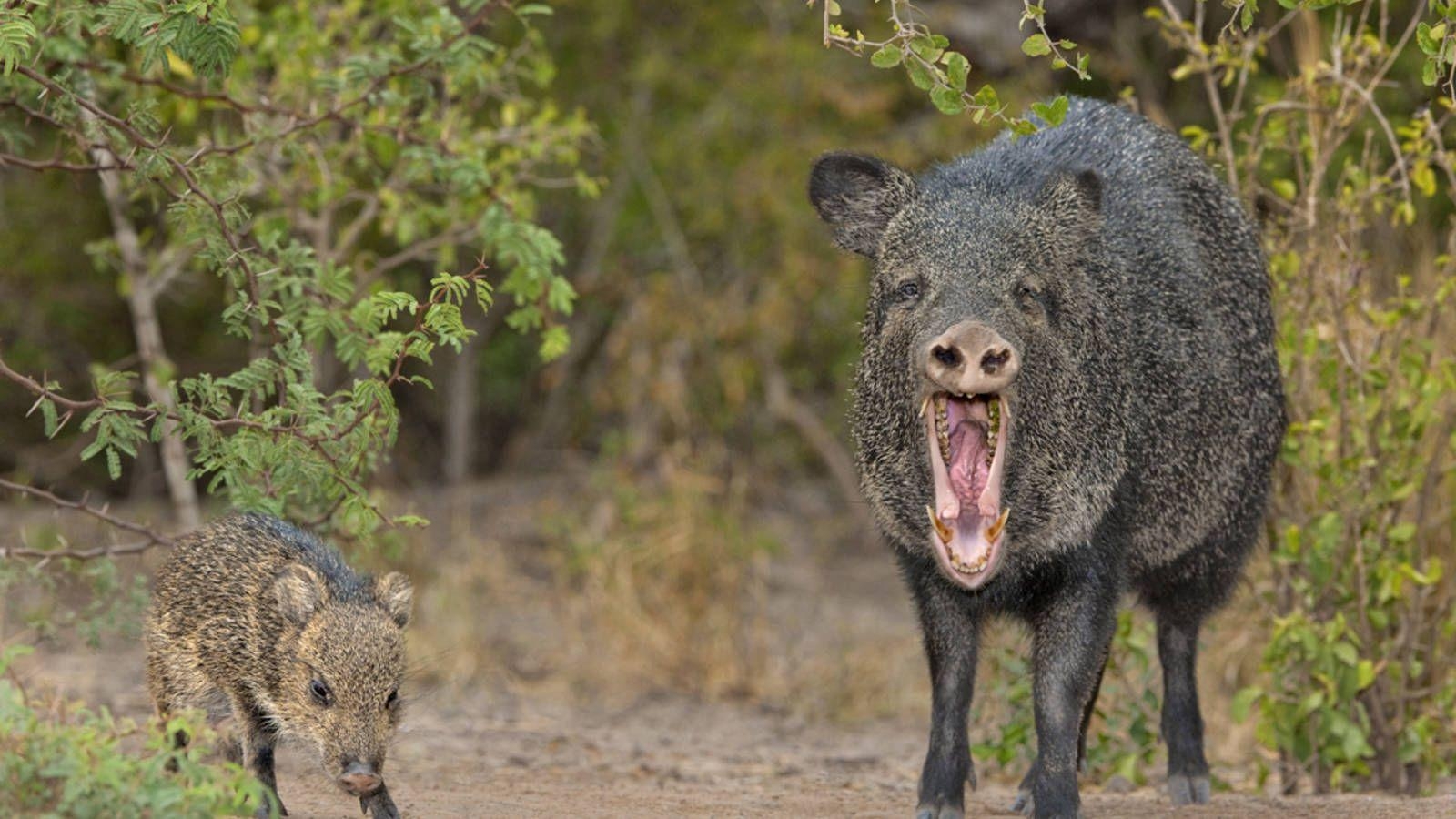 1600x900 Javelina (Pecari tajacu). These southwestern mammals are, Desktop