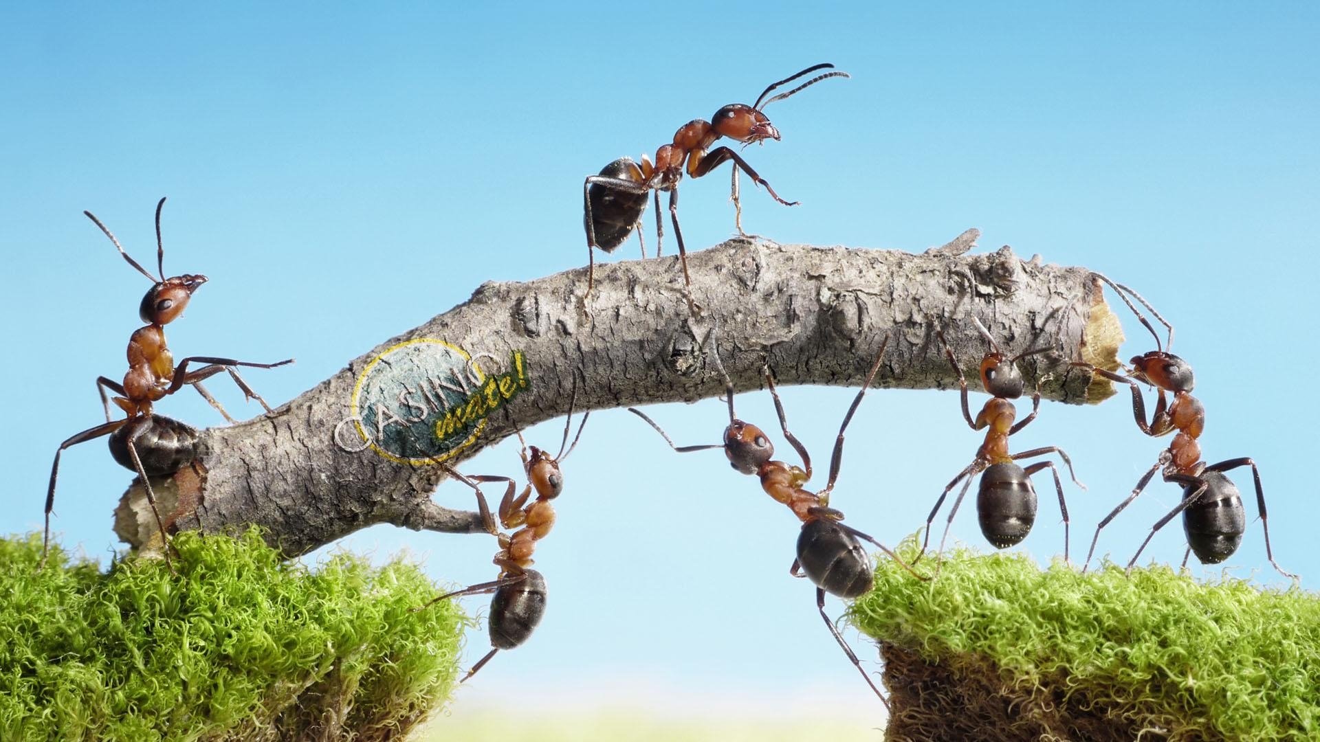 1920x1080 Hard Working Ants HD Wallpaperx1080, Desktop