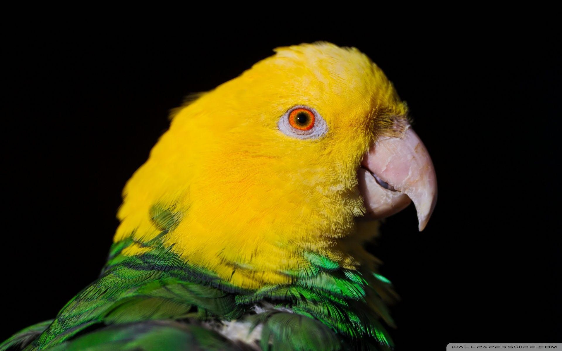 1920x1200 Green And Yellow Parrot ❤ 4K HD Desktop Wallpaper for 4K Ultra HD, Desktop