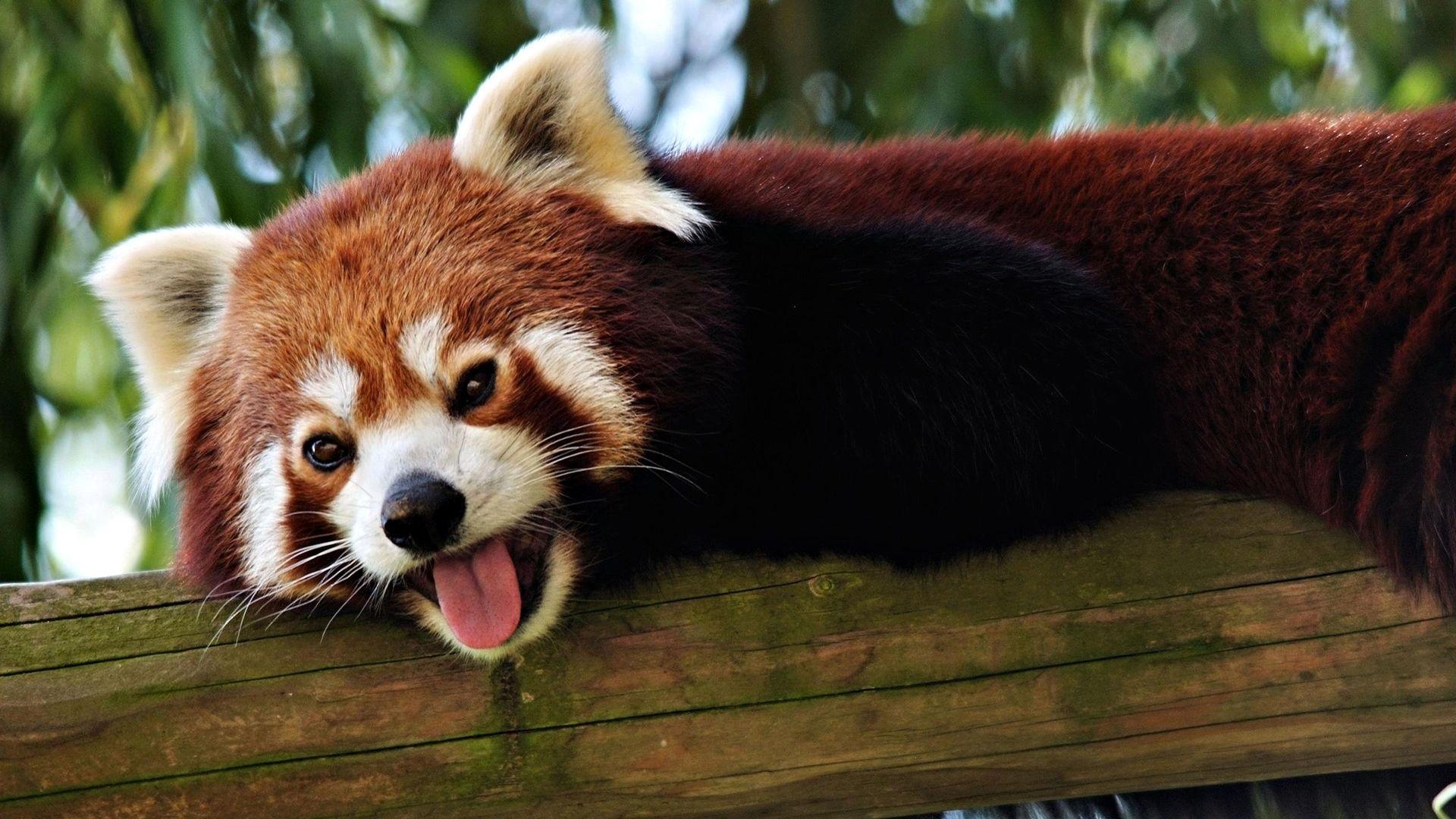 1920x1080 Wonderful HD Red Panda Wallpaper, Desktop