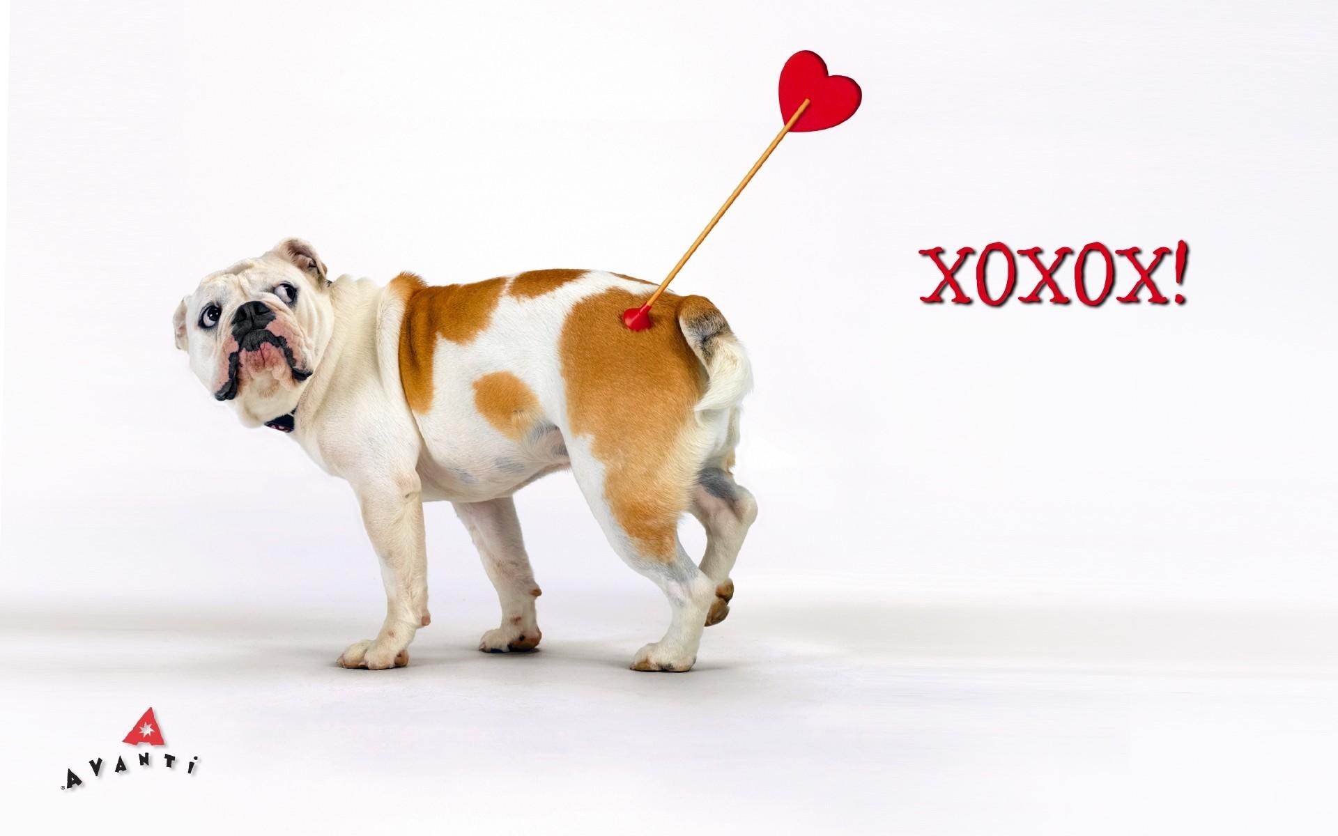 1920x1200 Valentine Animal Wallpaper, Desktop