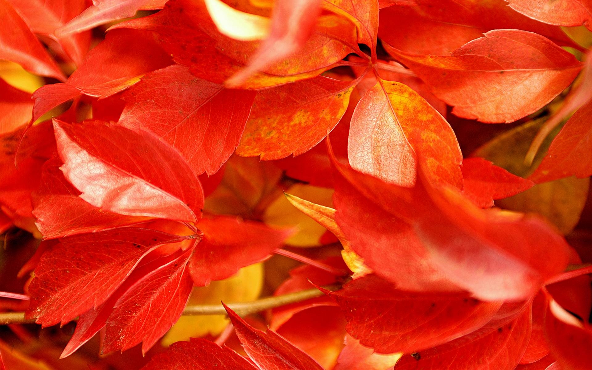 1920x1200 Red Leaves Wallpaper 16386  px, Desktop