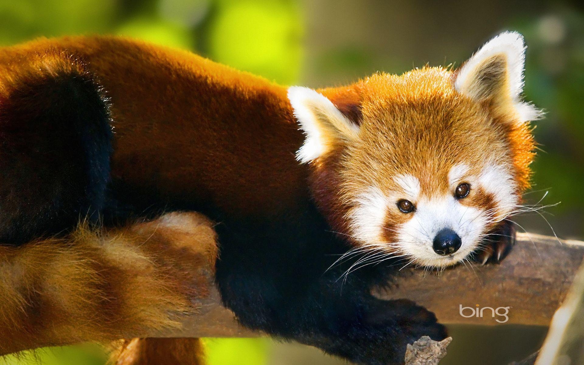 1920x1200 Baby Red Pandas, Desktop