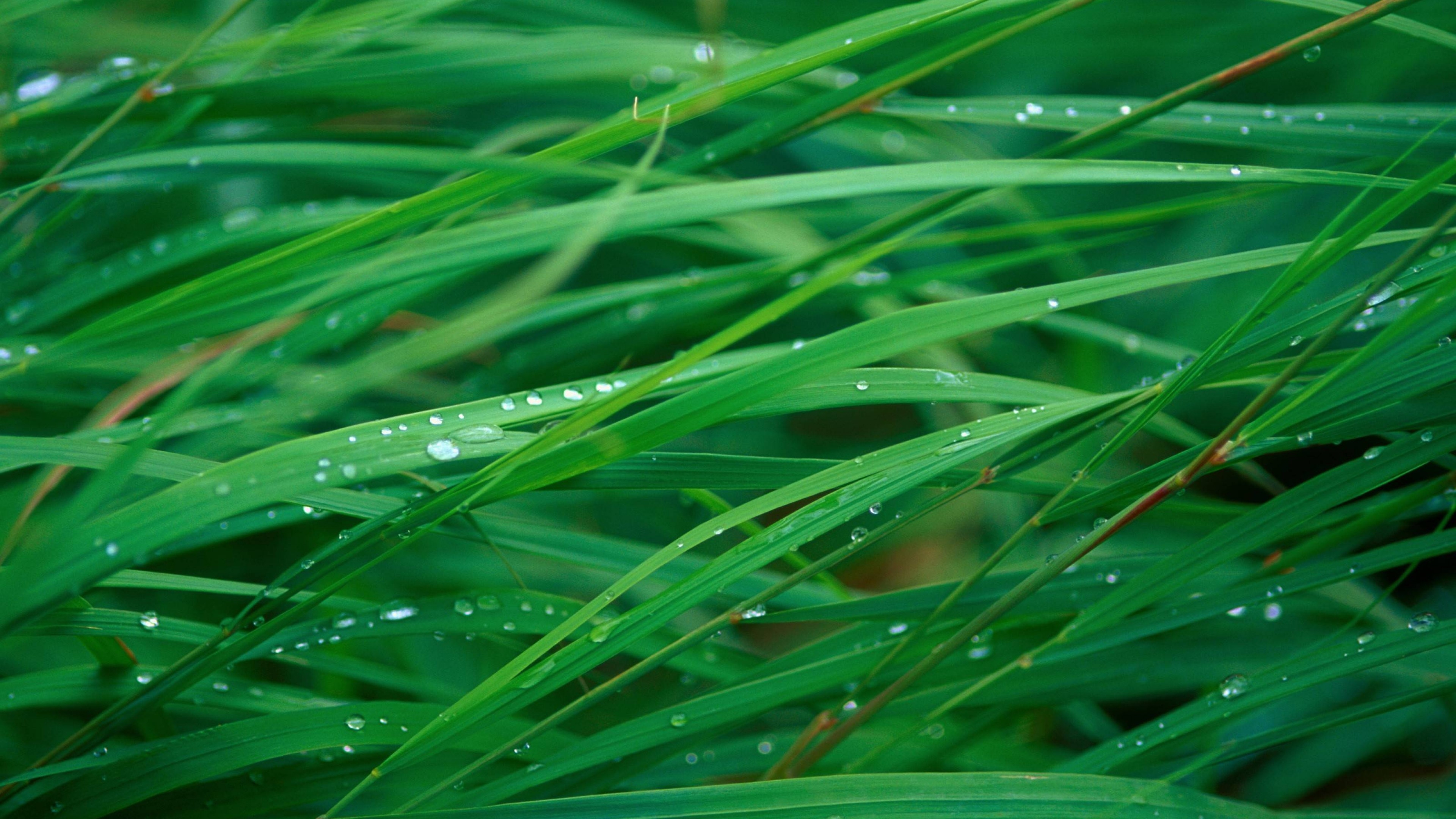 3840x2160 Wallpaper grass, 5k, 4k wallpaper, OSX, green, dew, Nature, Desktop