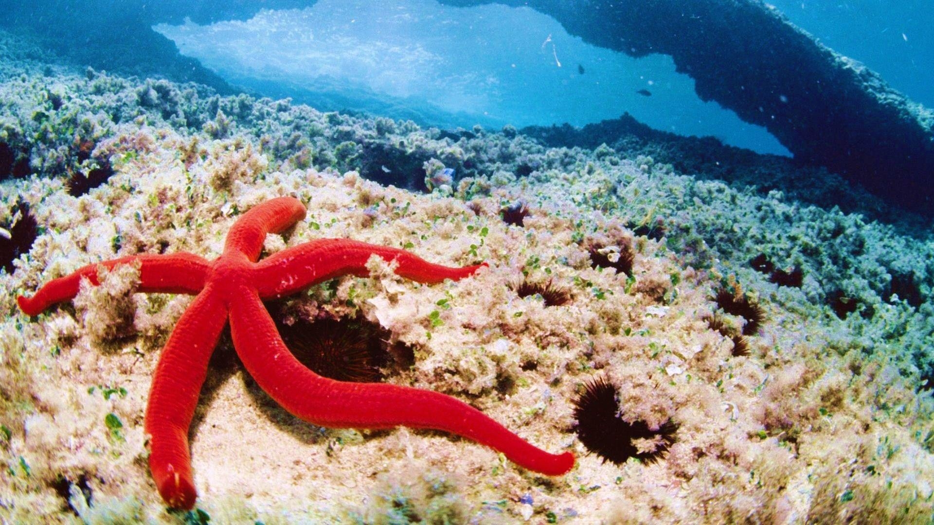1920x1080 Coral Reefs: Reef Sea Starfish Coral Ocean Life Reefs Wallpaper HD, Desktop