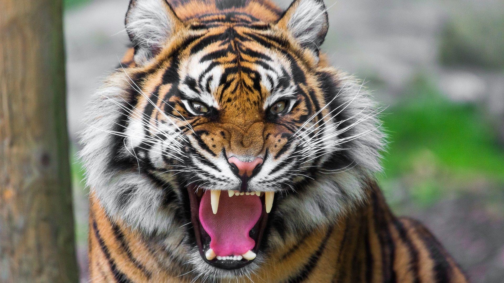 1920x1080 Download Wallpaper  Tiger, Face, Teeth, Anger, Big cat, Desktop