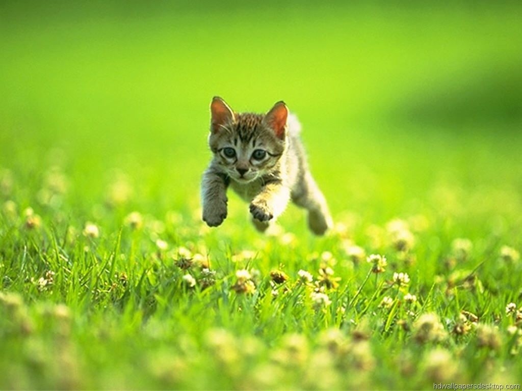 1030x770 Free download Cat Wallpaper Kitten Wallpaper Picture Desktop, Desktop