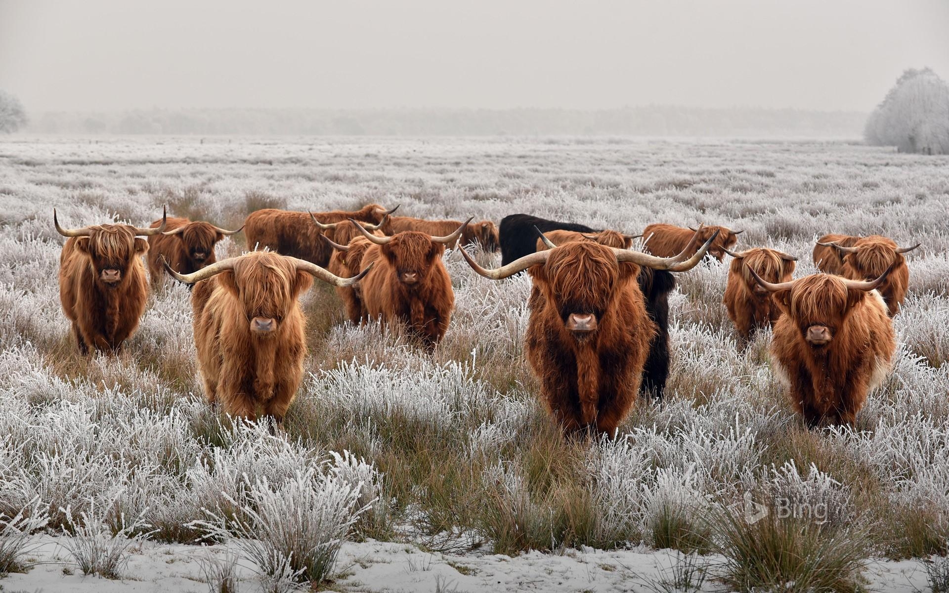 1920x1200 Herd Of Highland Cattle In Winter © René Van Den Berg Alamy, Desktop