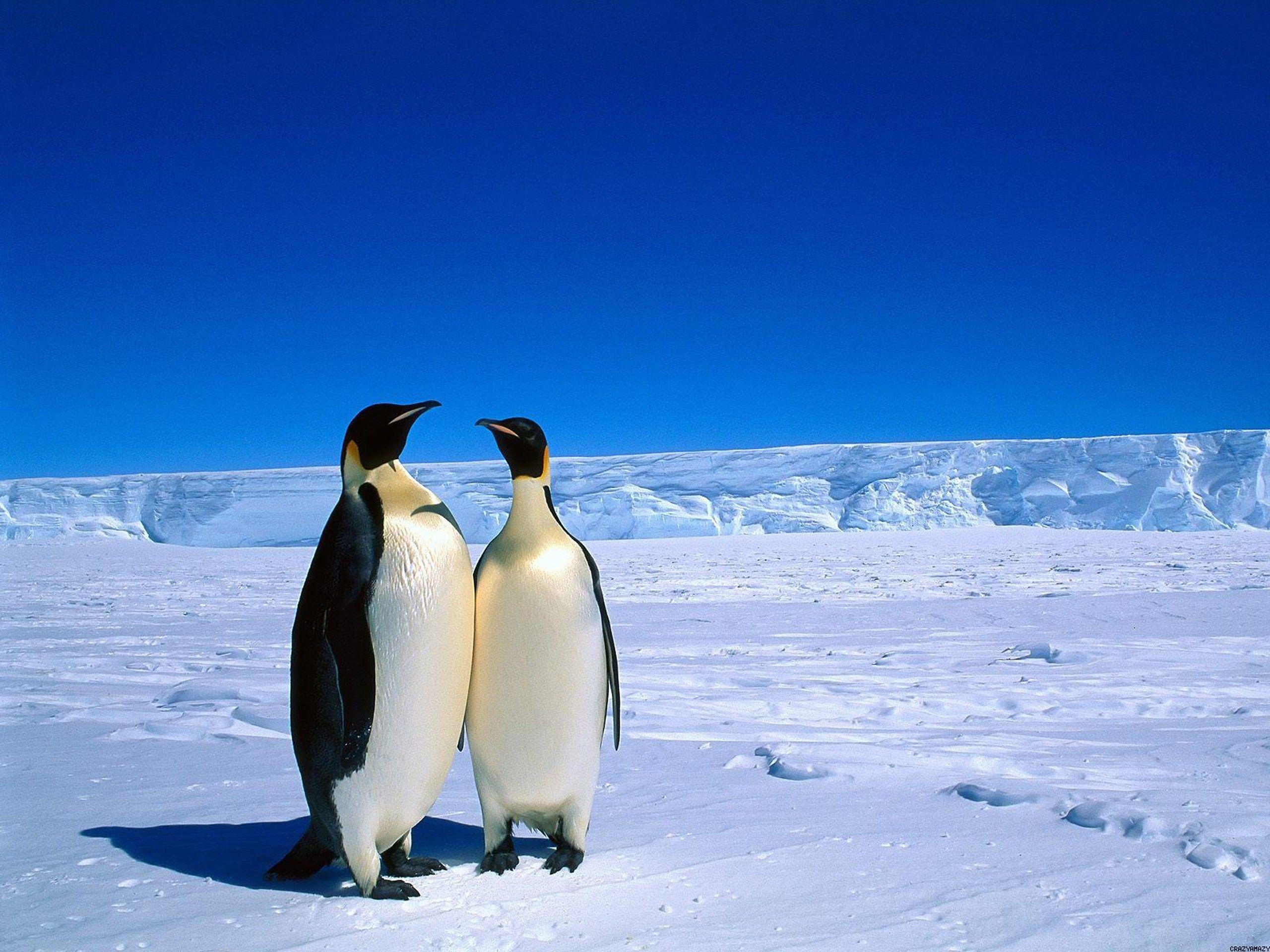 2560x1920 Emperor Penguin HD Wallpaper, Desktop