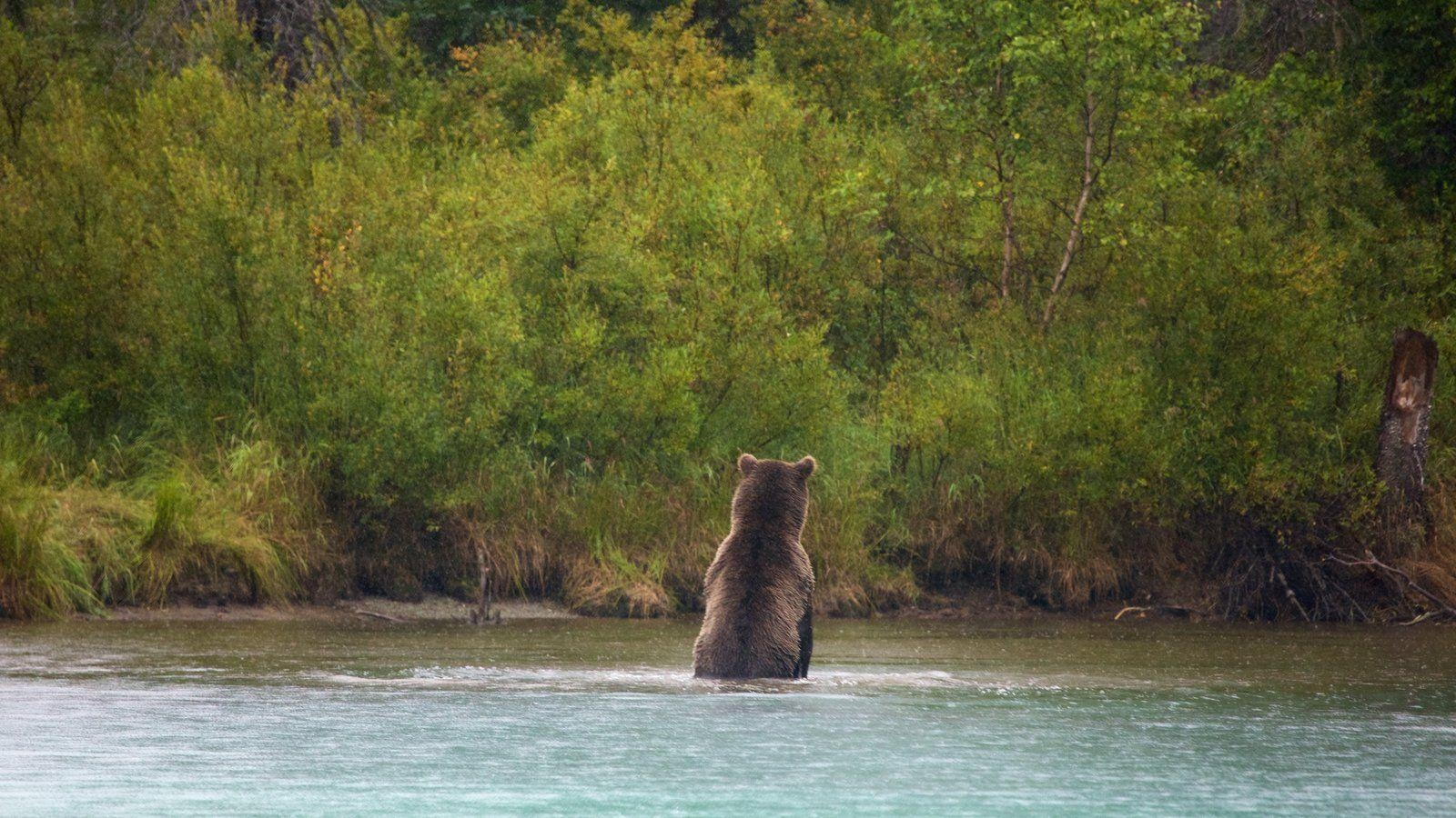 1600x900 Animal Picture: View Image of Lake Clark National Park and Preserve, Desktop