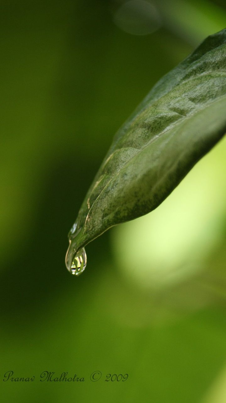 720x1280 Water Drop On Leaf, Phone