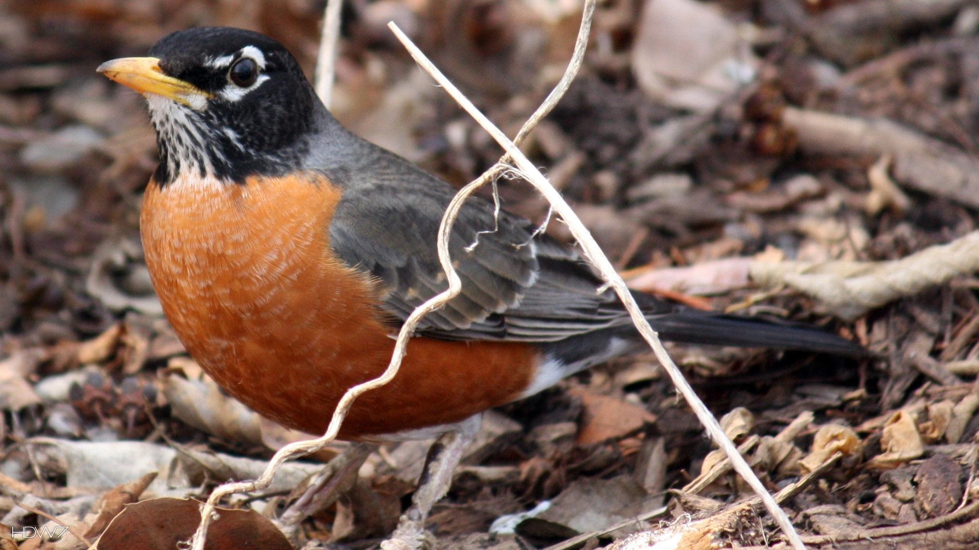 1920x1080 Thrush Wallpaper. Thrush Wallpaper, Desktop