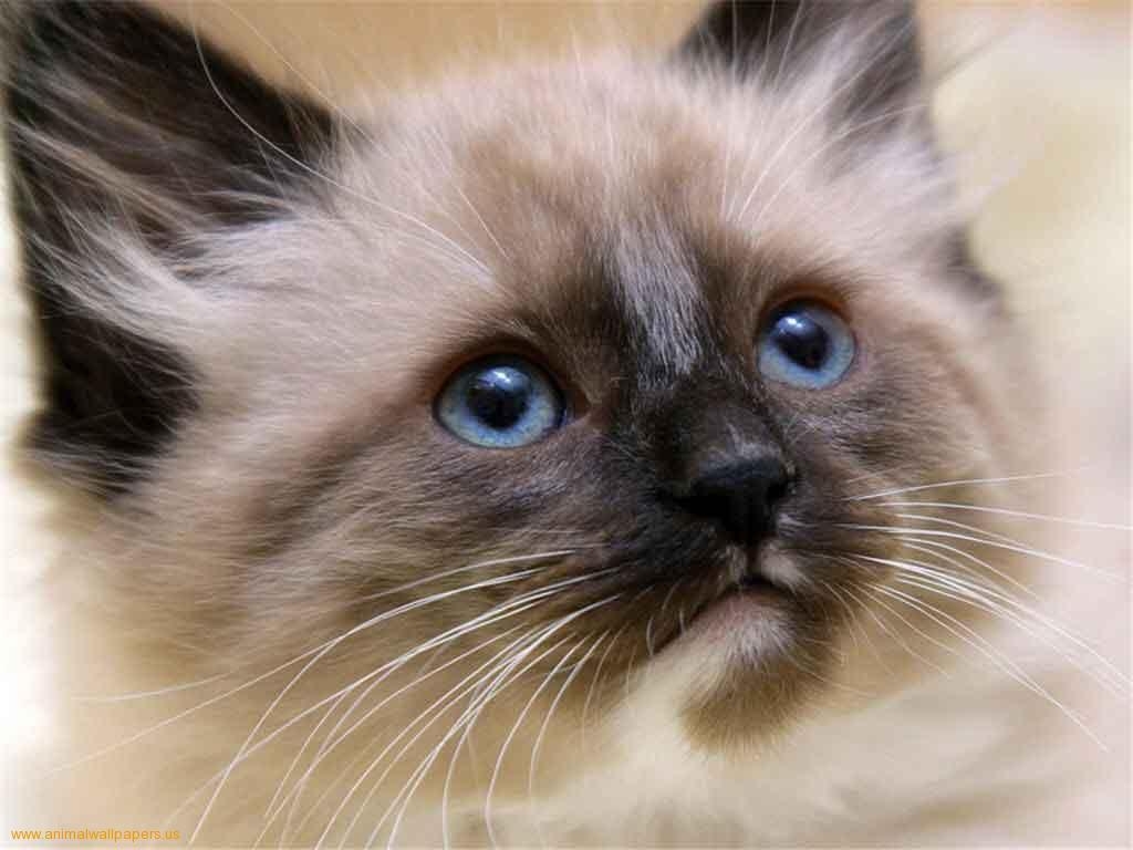 1030x770 Wallpaper For > Cute Siamese Kittens Wallpaper, Desktop