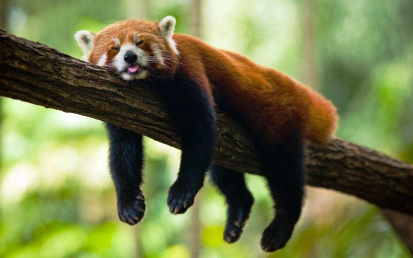 1440x900 Download Red Panda Sleeping In A Tree Wallpaper. Animals.Red, Desktop