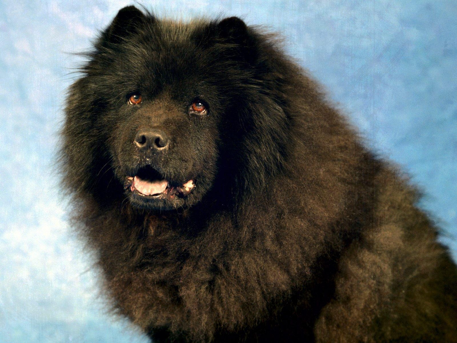 1600x1200 Black Chow Chow Wallpaper Dogs Animals Wallpaper in jpg format, Desktop