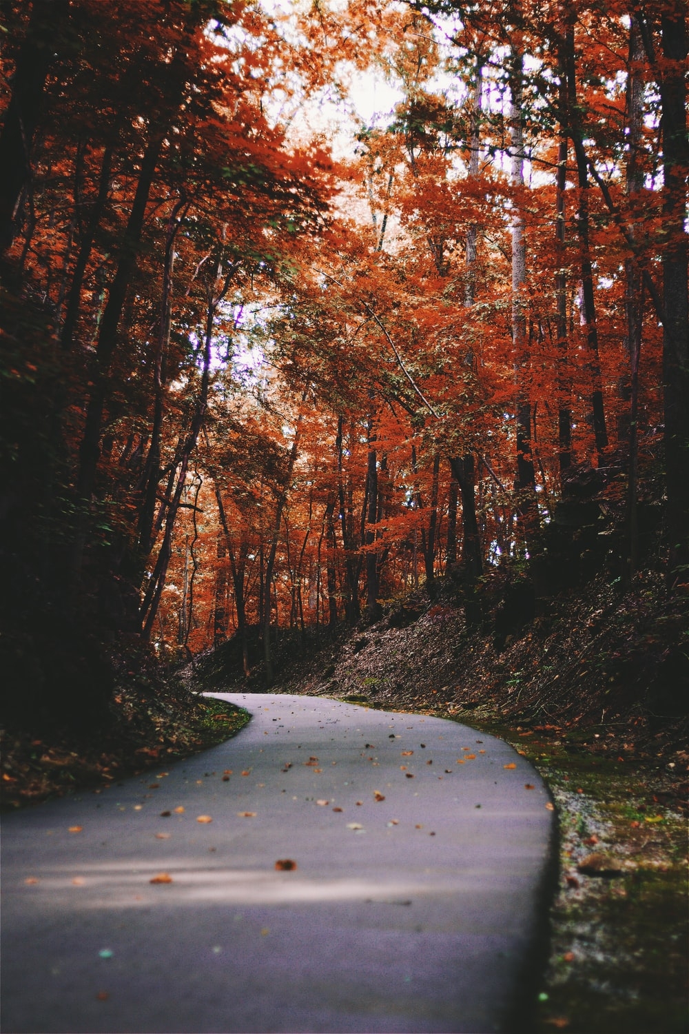 1000x1500 Fall Wallpaper: Free HD Download [HQ], Phone