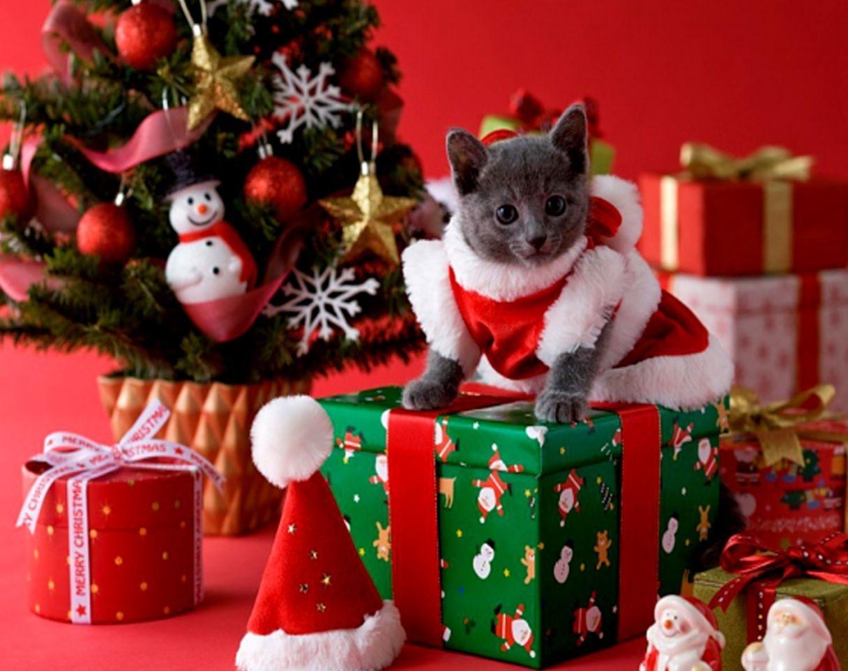 1220x970 Christmas Kitten Wallpaper. All HD Wallpaper Gallerry, Desktop