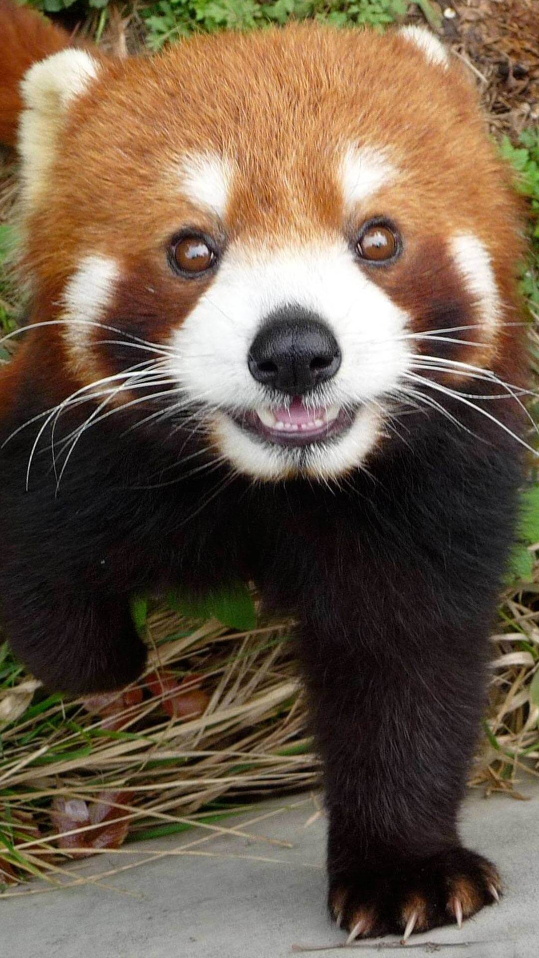 1080x1920 Cute Red Panda Wallpaper iPhone HD. Animal Wallpaper for iPhone, Phone