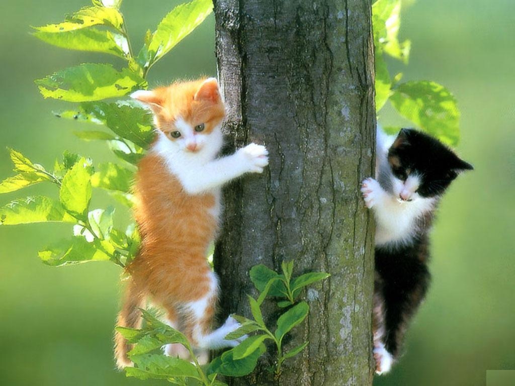 1030x770 Entertainment Only: Funny Cat Wallpaper, Desktop