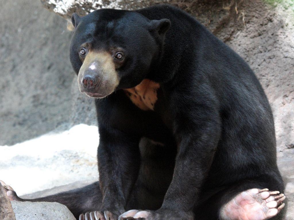 1030x770 sun bear. sun bear Wallpaper. Bear wallpaper, Bear, Wallpaper, Desktop