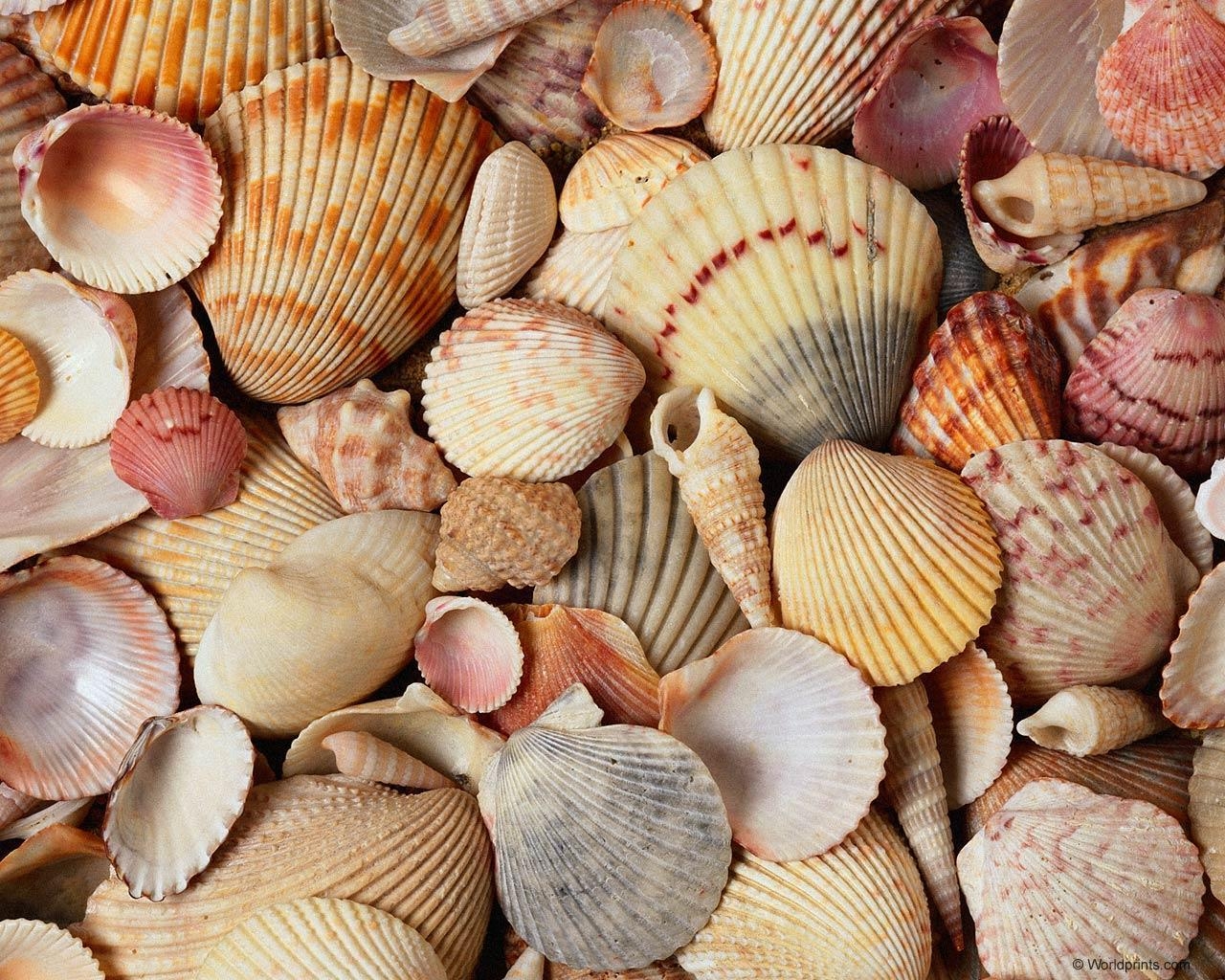 1280x1030 image For > Seashells Desktop Wallpaper, Desktop