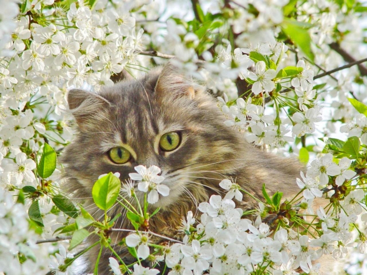 1280x960 spring kittens desktop wallpaper, Desktop