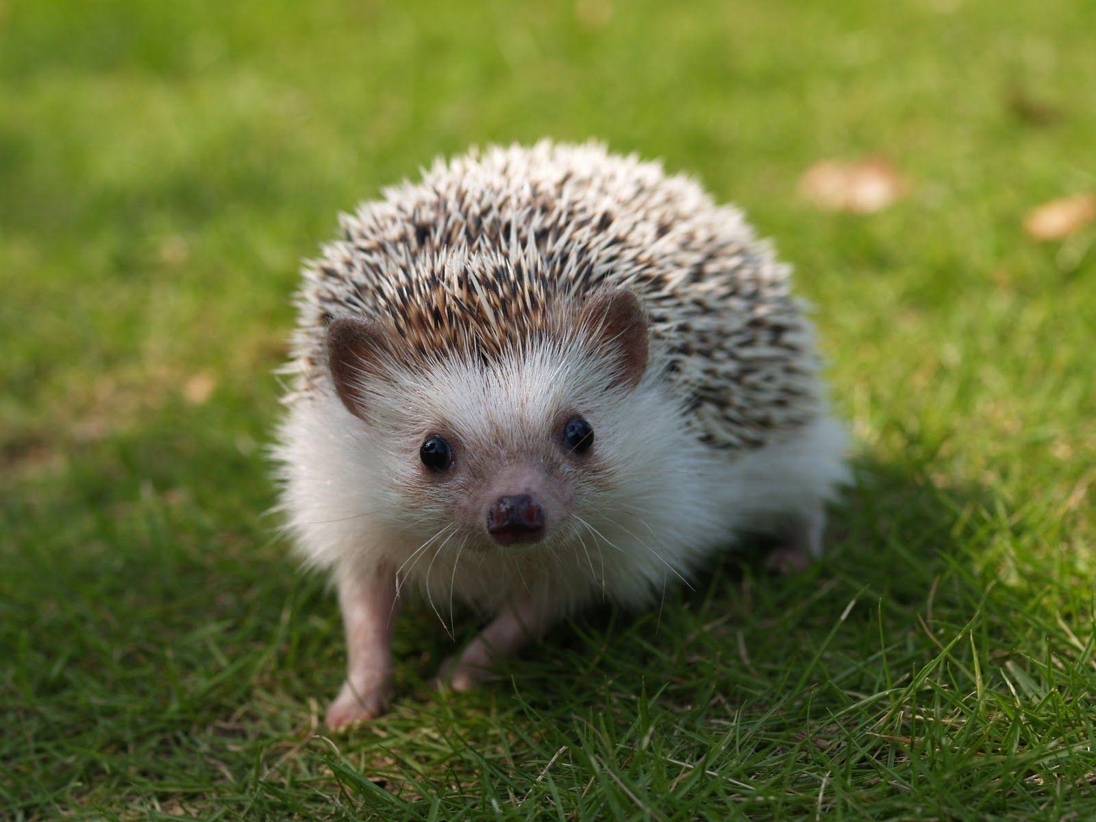 1600x1200 Hedgehog One of the Oldest Mammals on Earth, Desktop