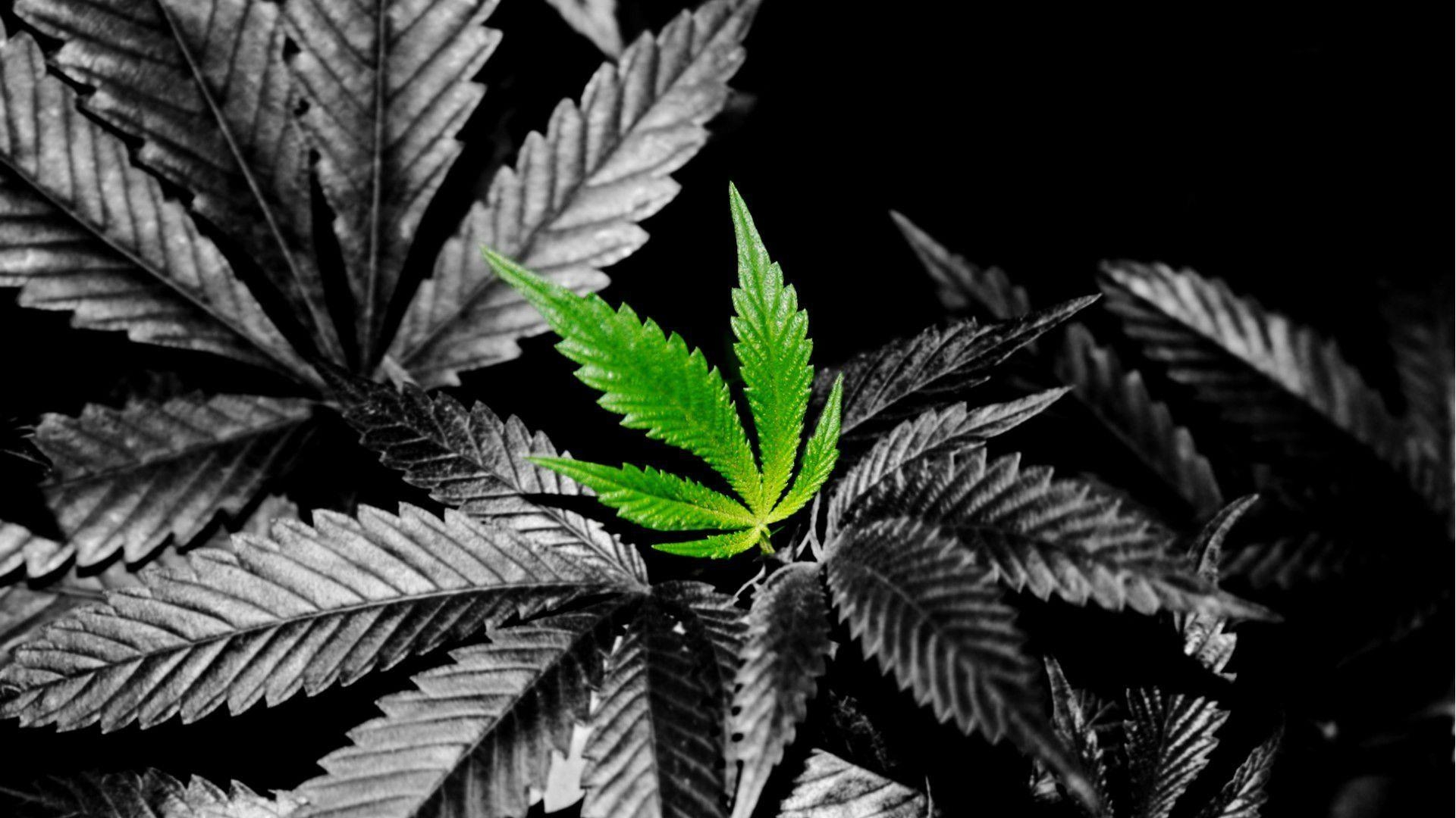 1920x1080 Weed Wallpaper HD Wallpaper, Desktop