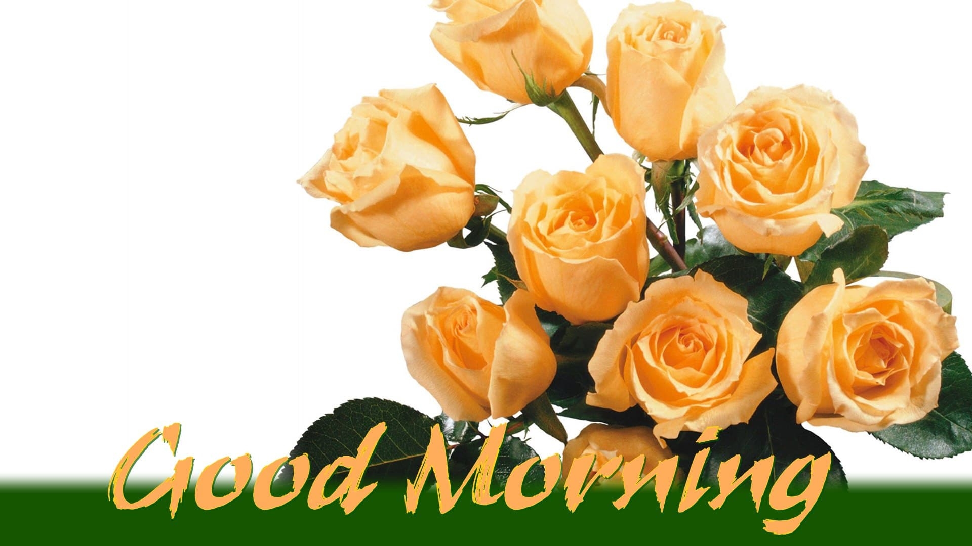 1920x1080 Good Morning Rose Flower Wish Friends Pics Mojly Image Good Morning, Desktop