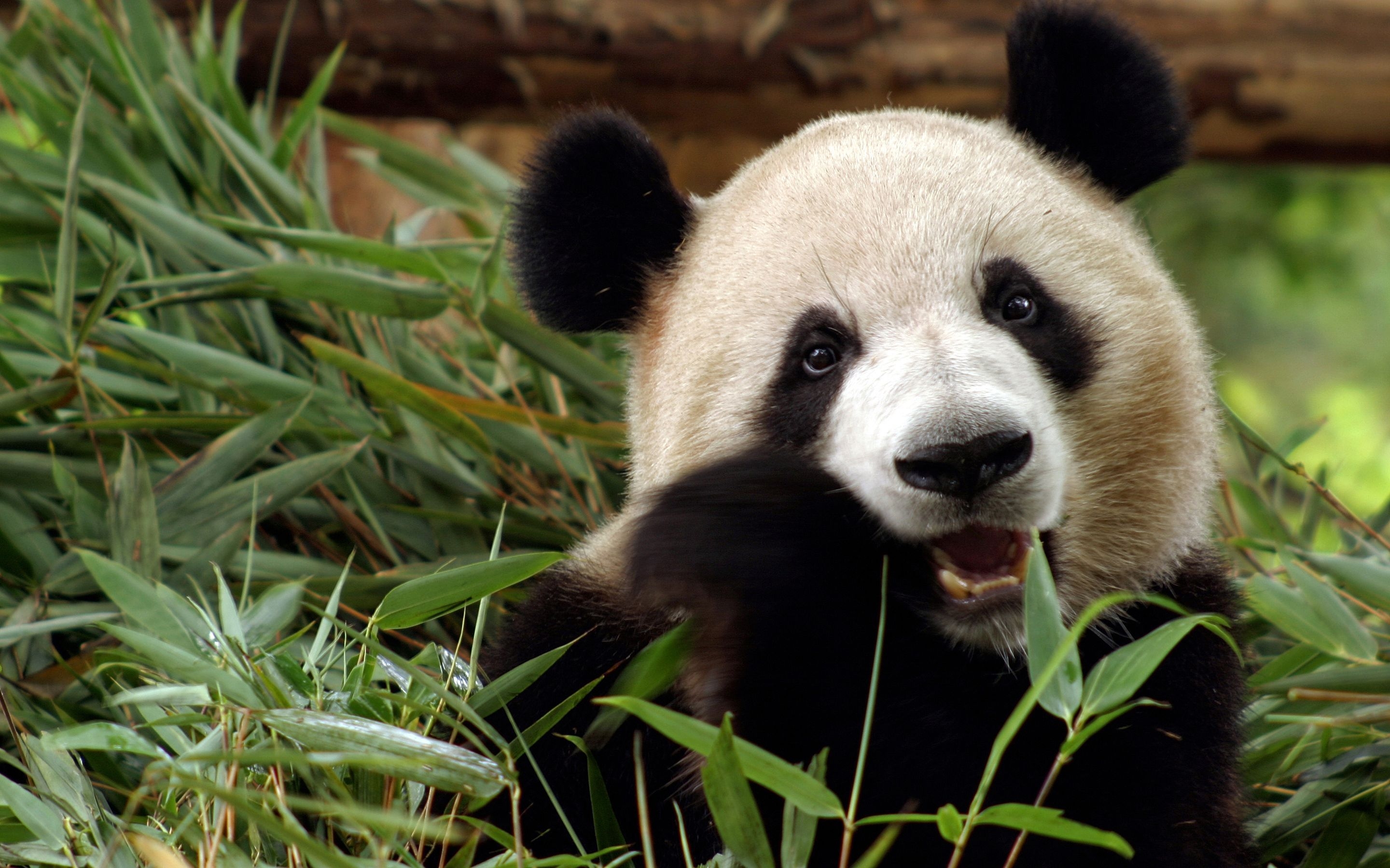 2880x1800 Panda Bear Wallpaper Free Panda Bear Background, Desktop