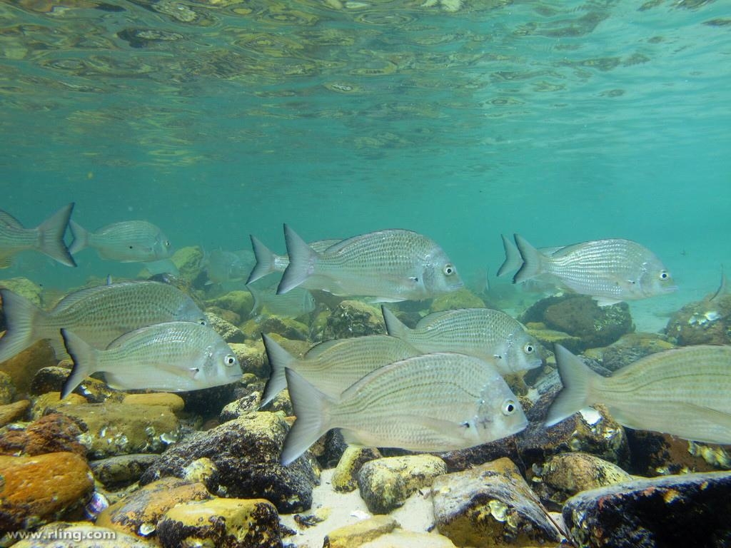 1030x770 Acanthopagrus australis, Desktop