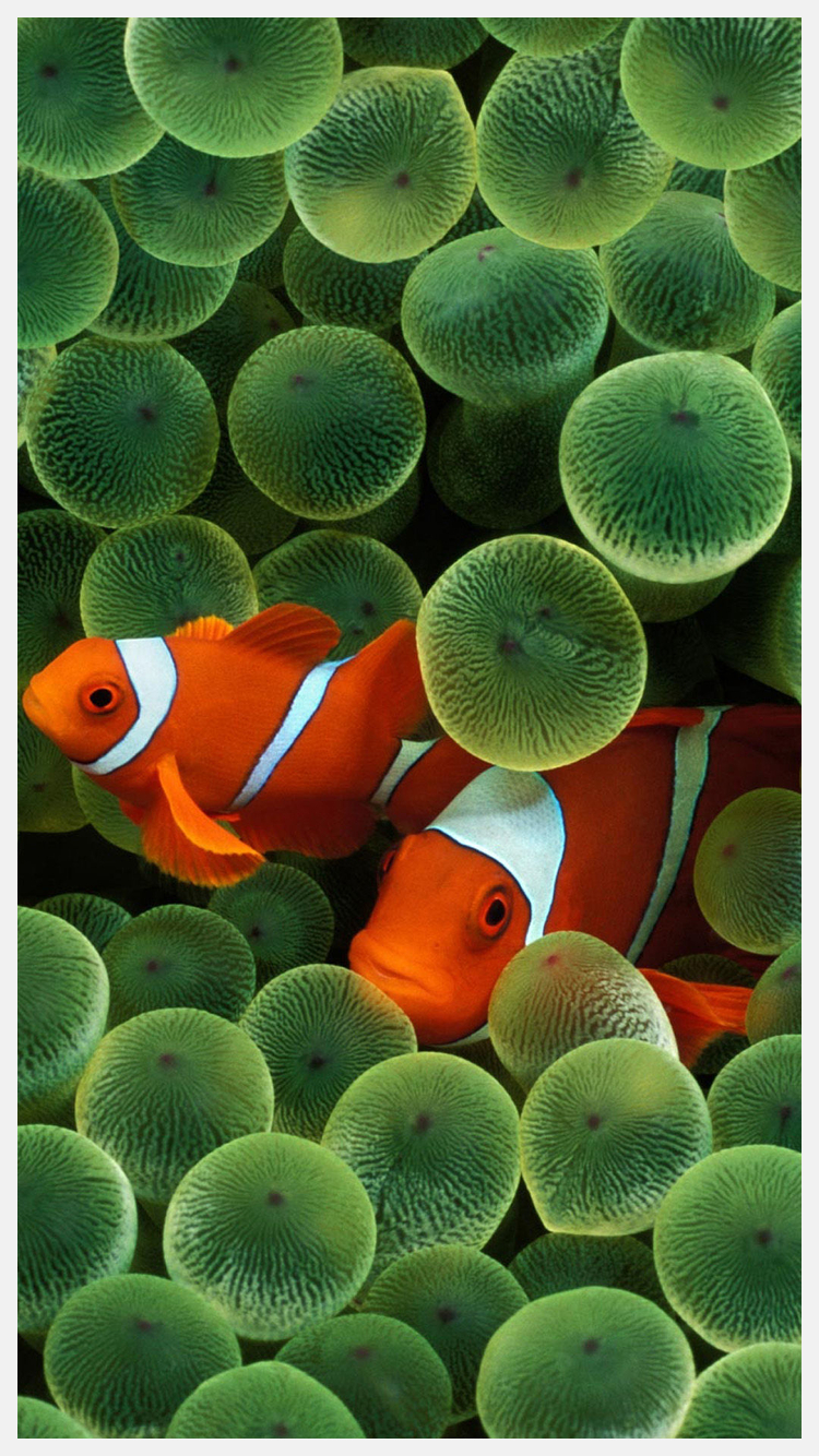 750x1340 iPhone Clownfish Wallpaper 4k. mywallpaper site. Clown fish, Fish wallpaper iphone, Fish wallpaper, Phone