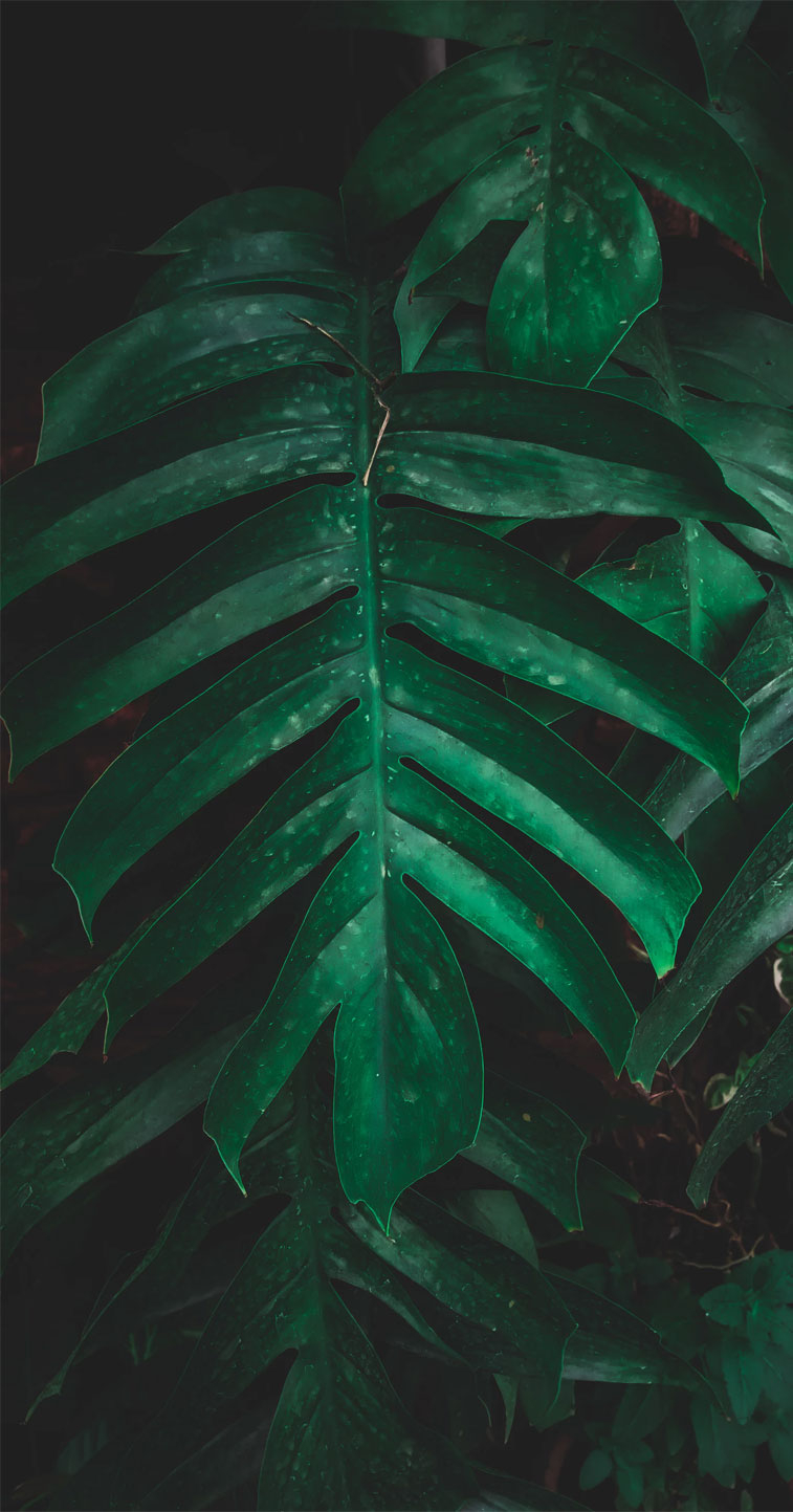 760x1450 Green leaves Wallpaper, Phone