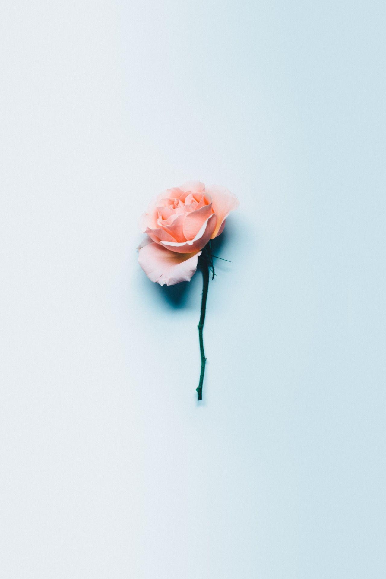 1280x1920 Aesthetic Rose Wallpaper Free Aesthetic Rose Background, Phone