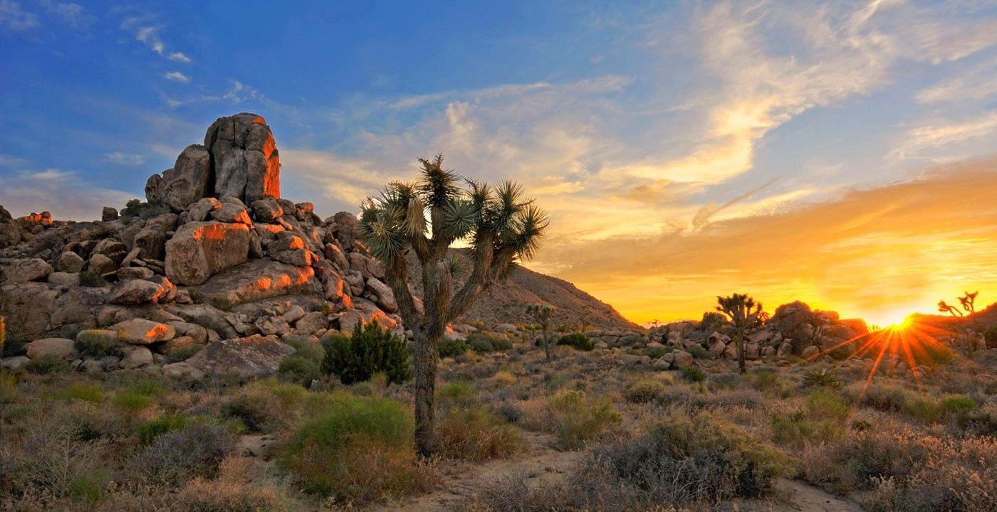 1400x720 1798x1200px Joshua Tree National Park (575.09 KB).08, Desktop