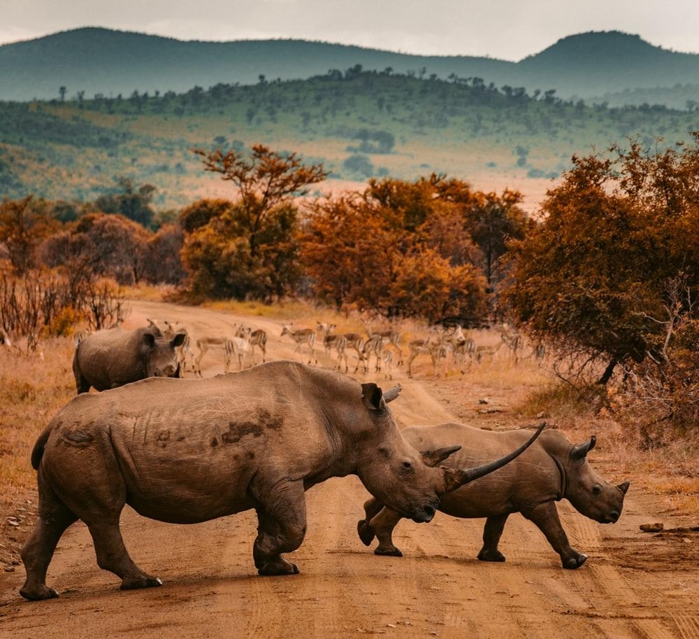 1000x920 Rhino Picture [HD]. Download Free Image, Desktop