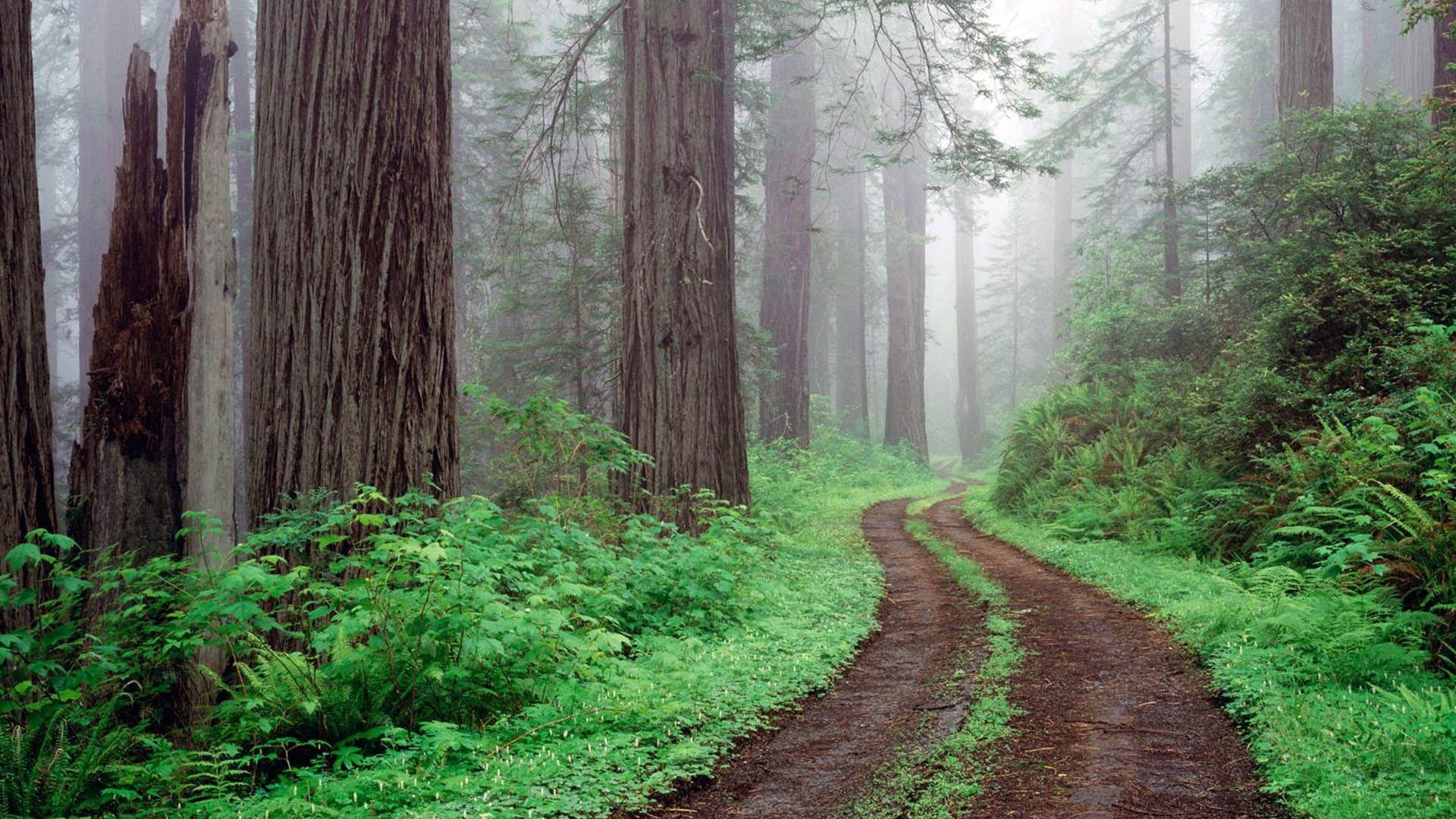 1920x1080 redwoods national park california. Forest National, Desktop