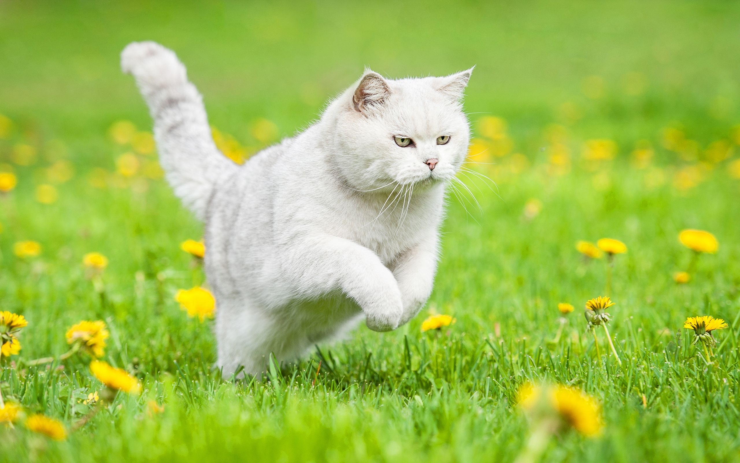 2560x1600 Download wallpaper British Shorthair, domestic cat, running cat, Desktop