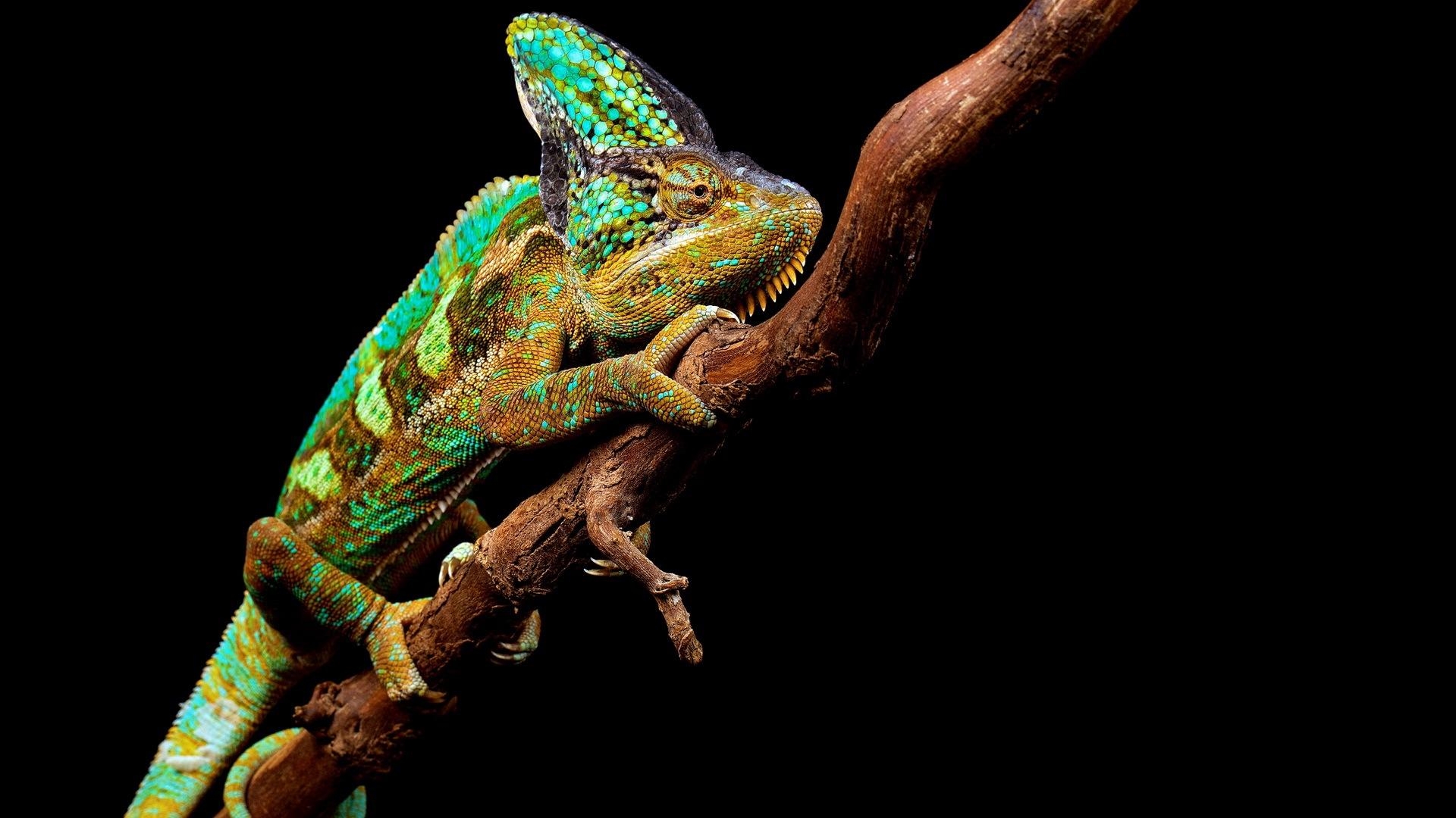 1920x1080 Download wallpaper  chameleon, reptile, branch full HD, Desktop