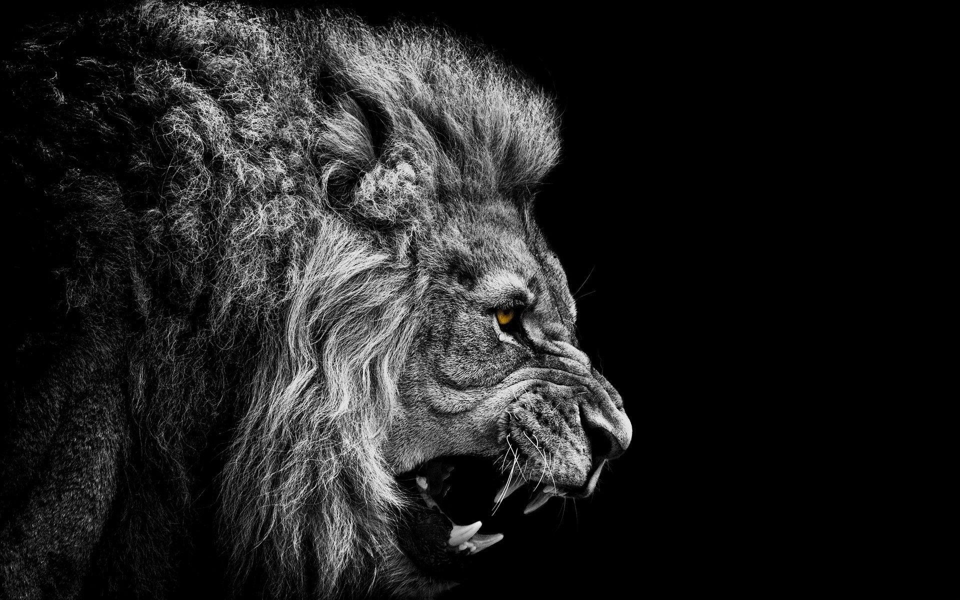 1920x1200 Epic lion roar. [], Desktop