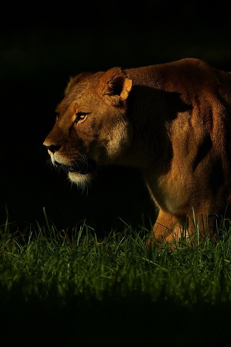 800x1200 Download wallpaper  lion, shadow, dark, grass, walking, Phone