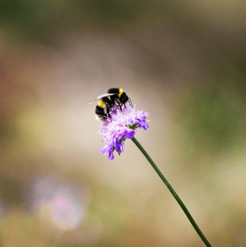 1000x1010 Bumblebee Picture. Download Free Image, Phone