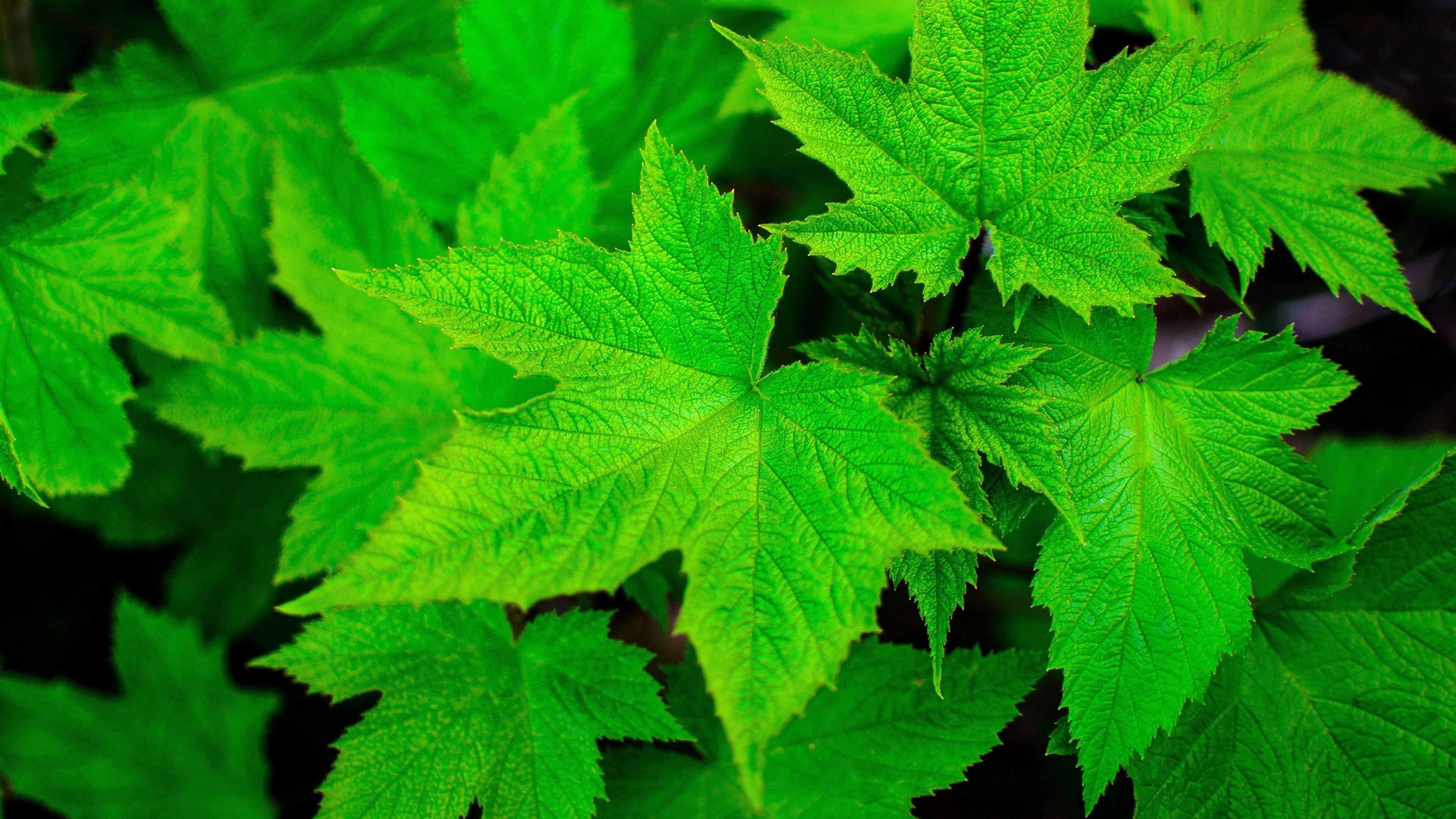 3840x2160 Leaves: Green Leaves Nature iPhone 6 Wallpaper HD for HD 16:9 High, Desktop