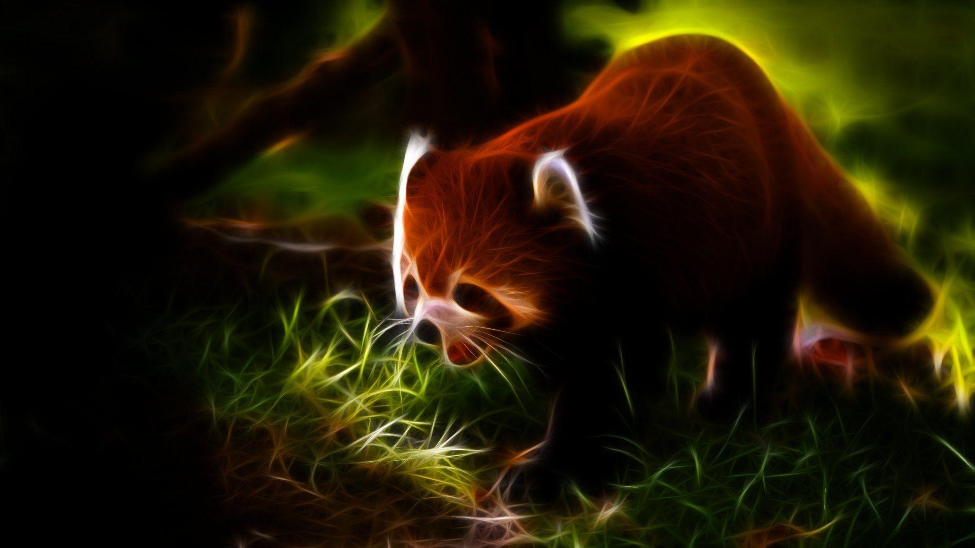 1920x1080 Baby Red Panda Wallpaper, Desktop